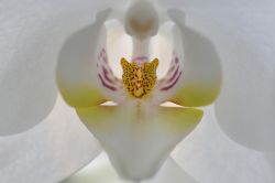 036